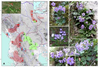 Genetic Variability in Balkan Paleoendemic Resurrection Plants Ramonda serbica and R. nathaliae Across Their Range and in the Zone of Sympatry